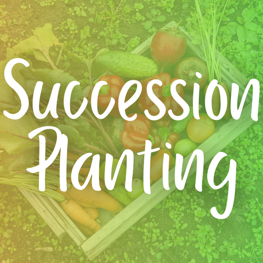 The Magic of Succession Planting