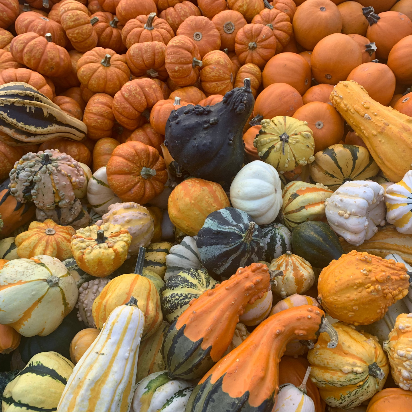 Mini Pumpkins & Gourds (Loose)