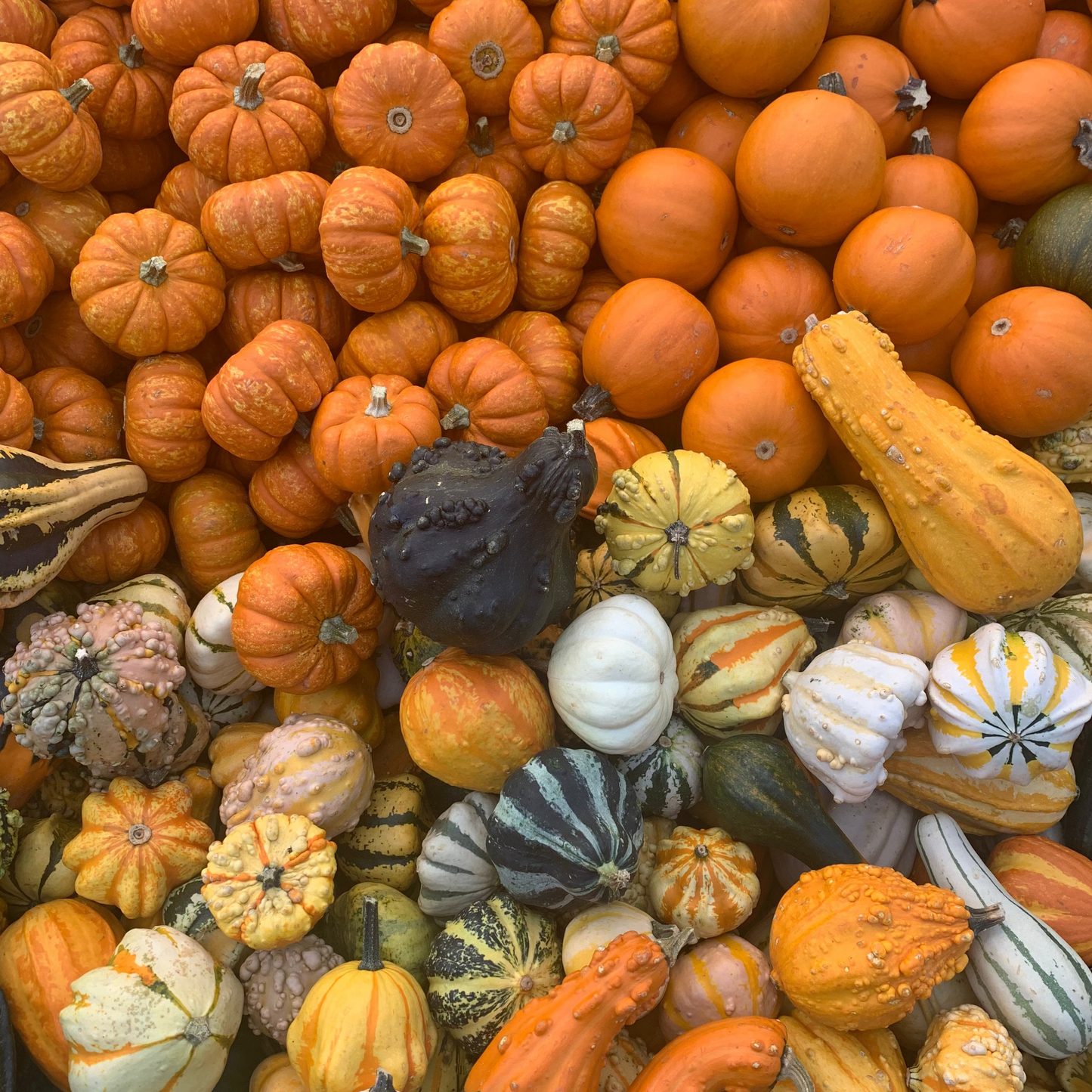 Mini Pumpkins & Gourds (Loose)