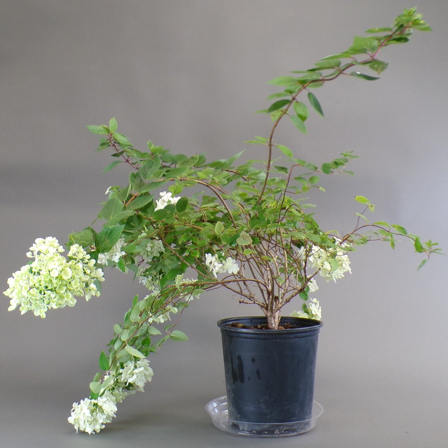 Hydrangea Pee Gee 2gal