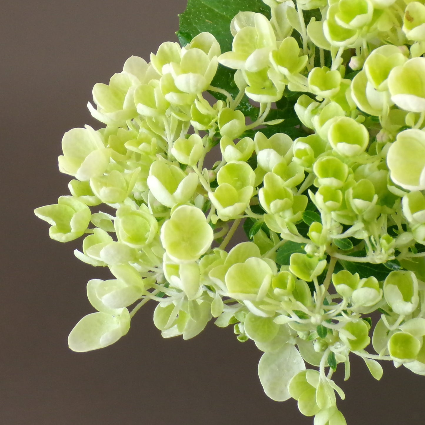 Hydrangea Pee Gee 2gal