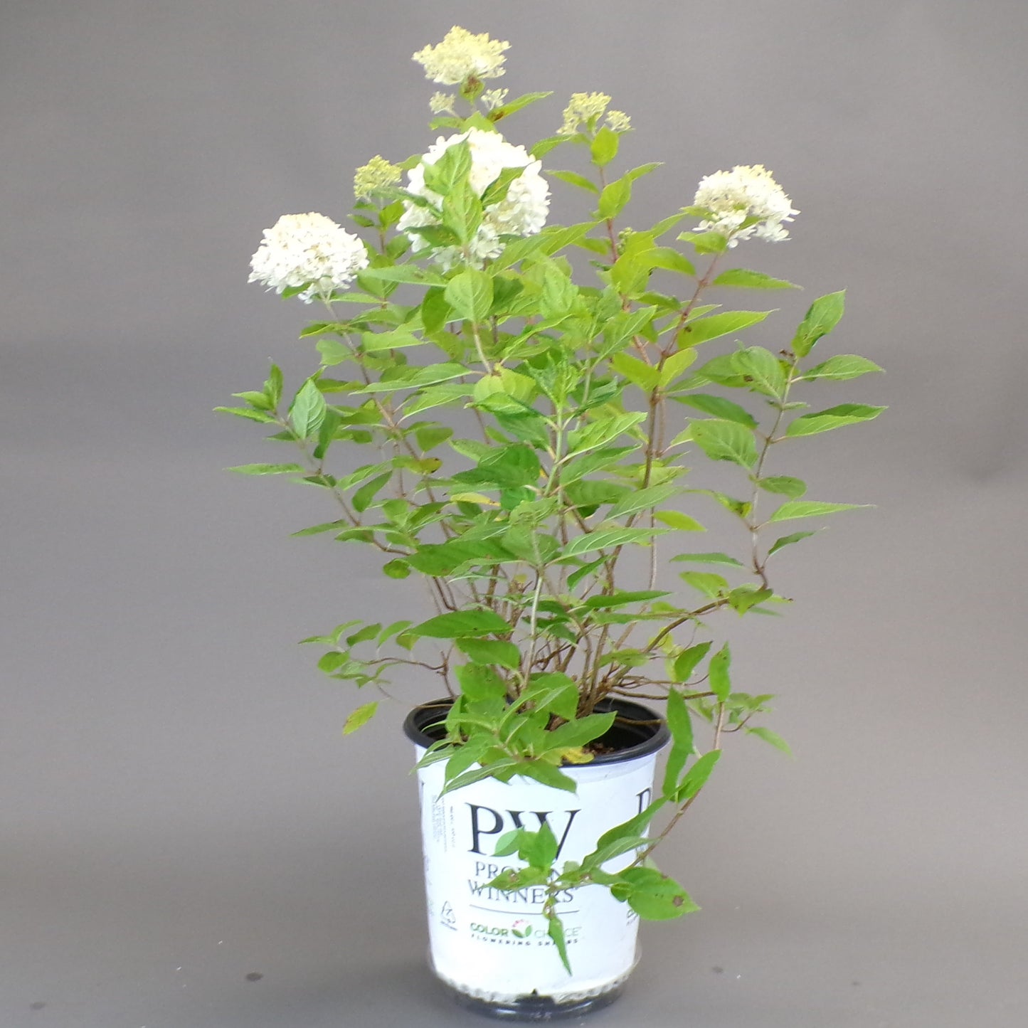 Hydrangea Little Lime 2gal (PW)