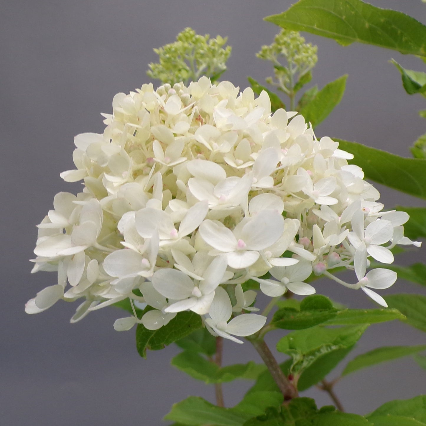 Hydrangea Little Lime 2gal (PW)