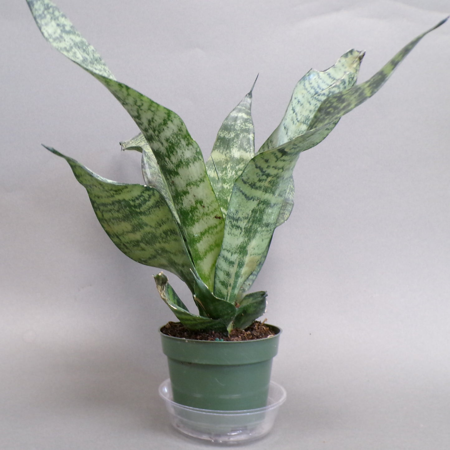 Snake Plant 'Robusta'