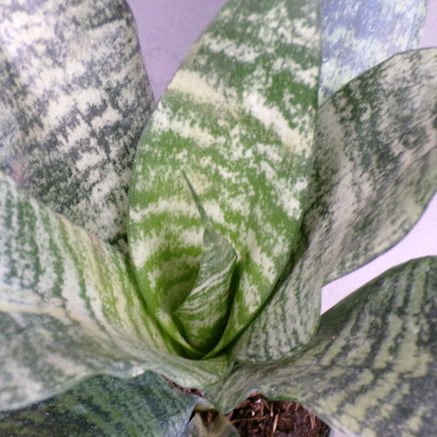 Snake Plant 'Robusta'