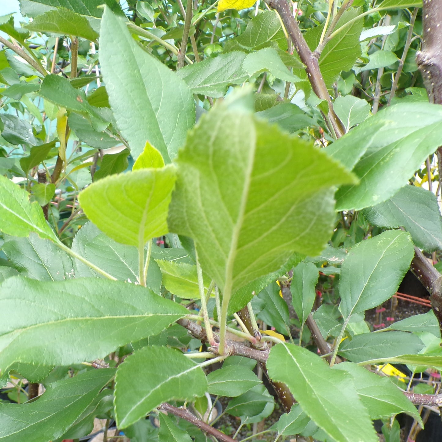 Apple 'Royal Gala'