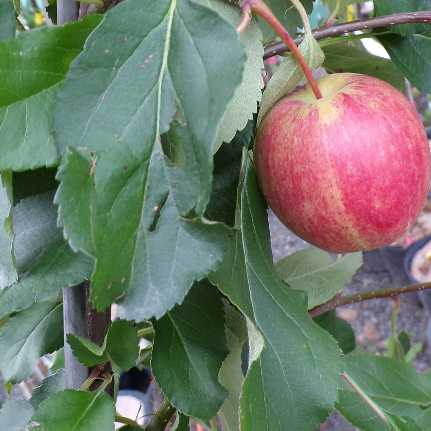 Apple Buckeye Gala 3gal