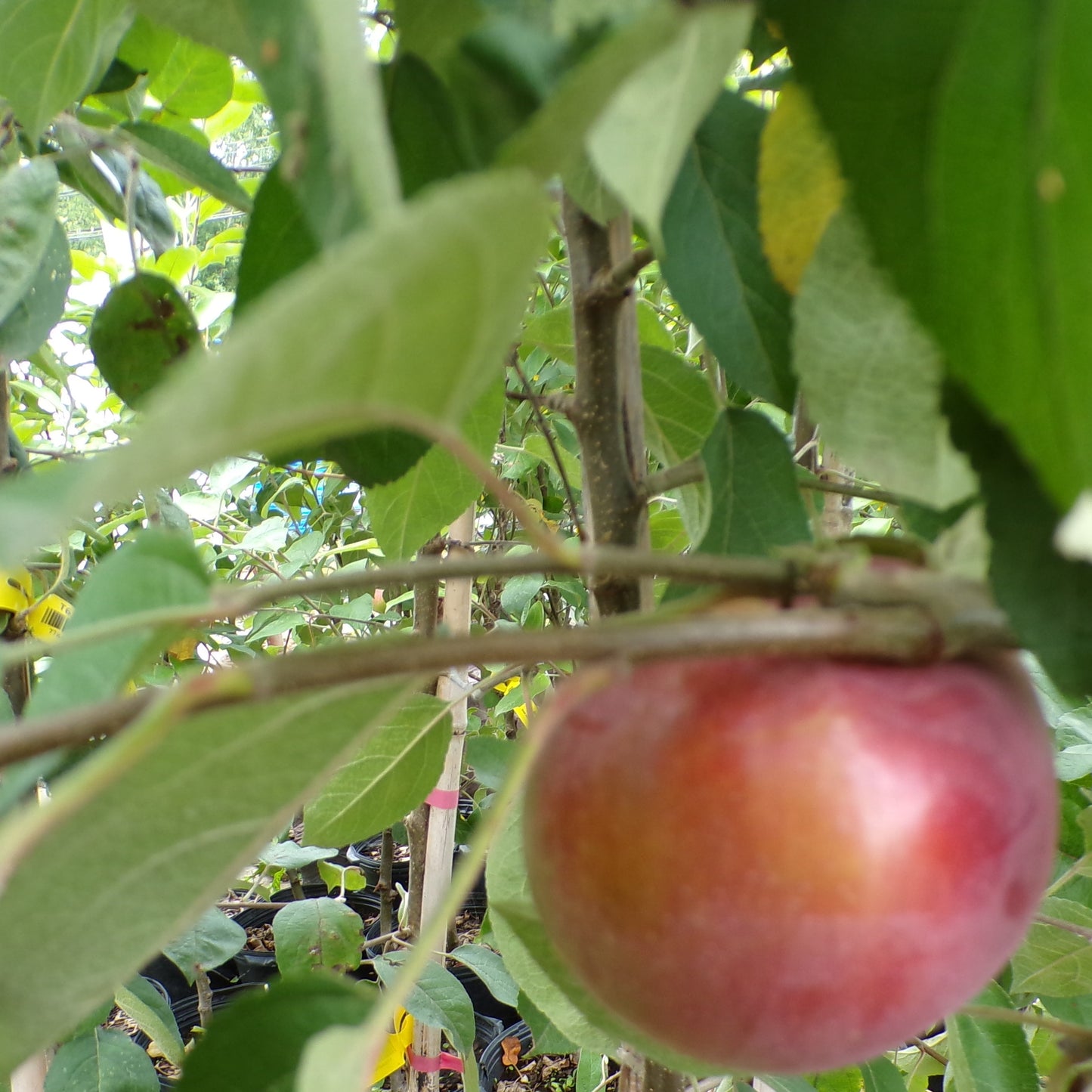 Apple Ruby Mac 3gal Whip