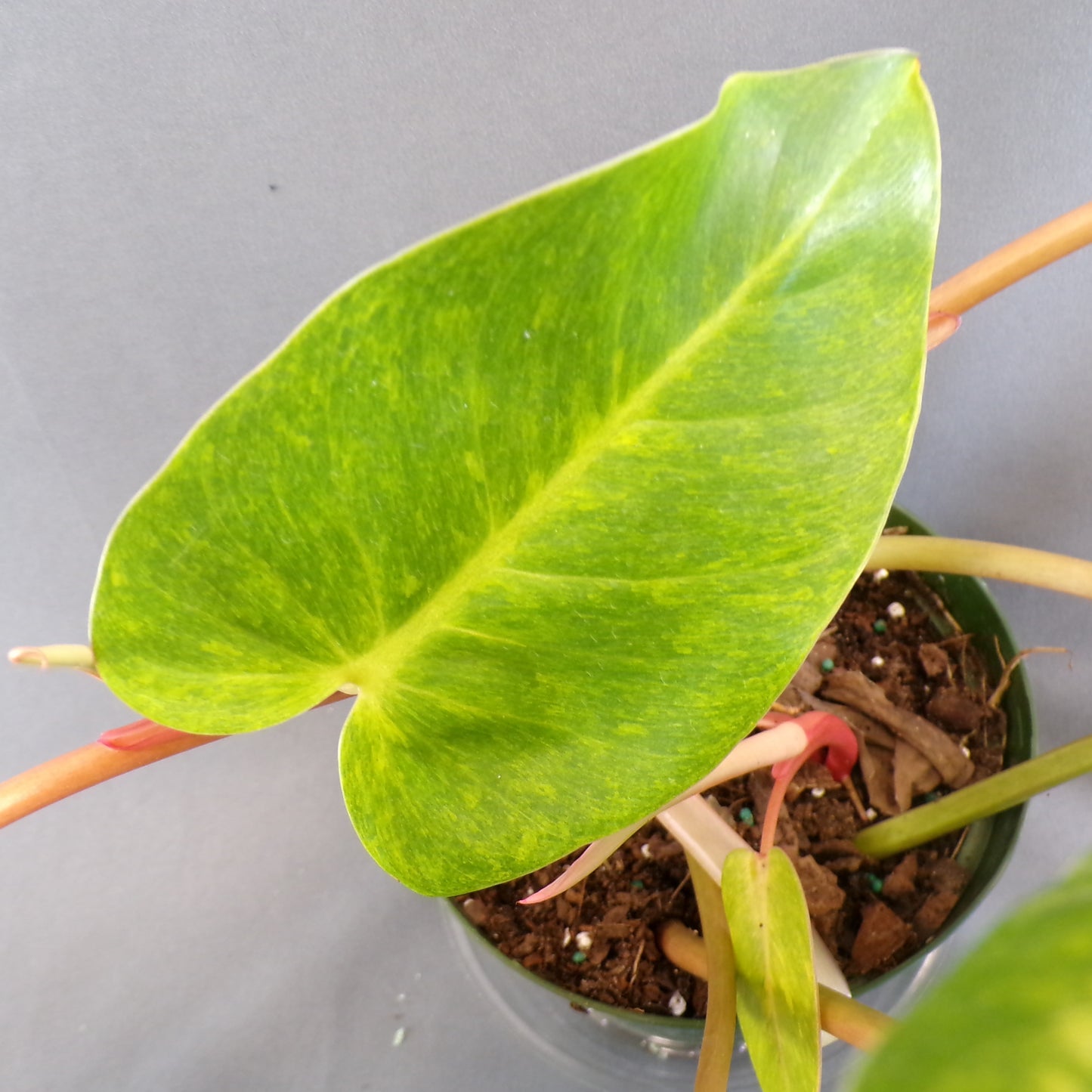 Philodendron Painted Lady 6" Pot