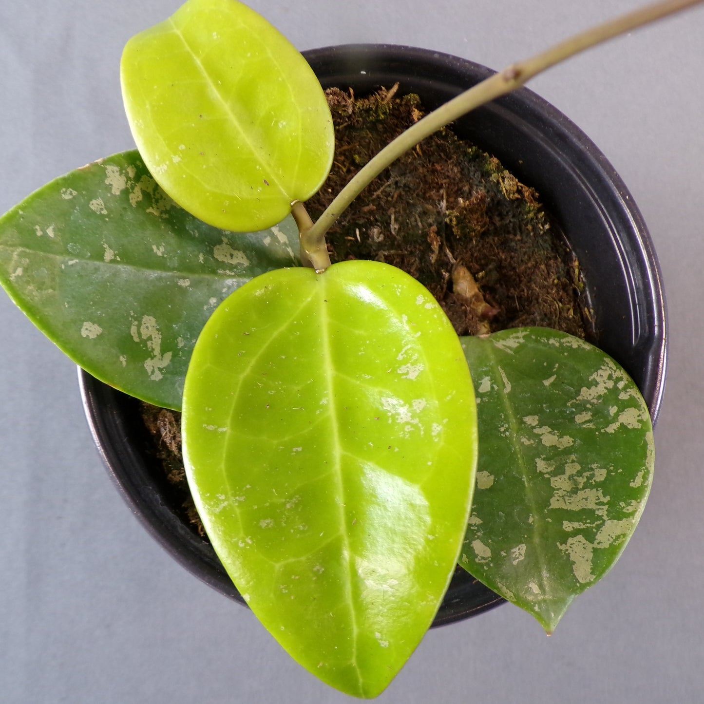 Hoya Parasitic Splash 4" Pot
