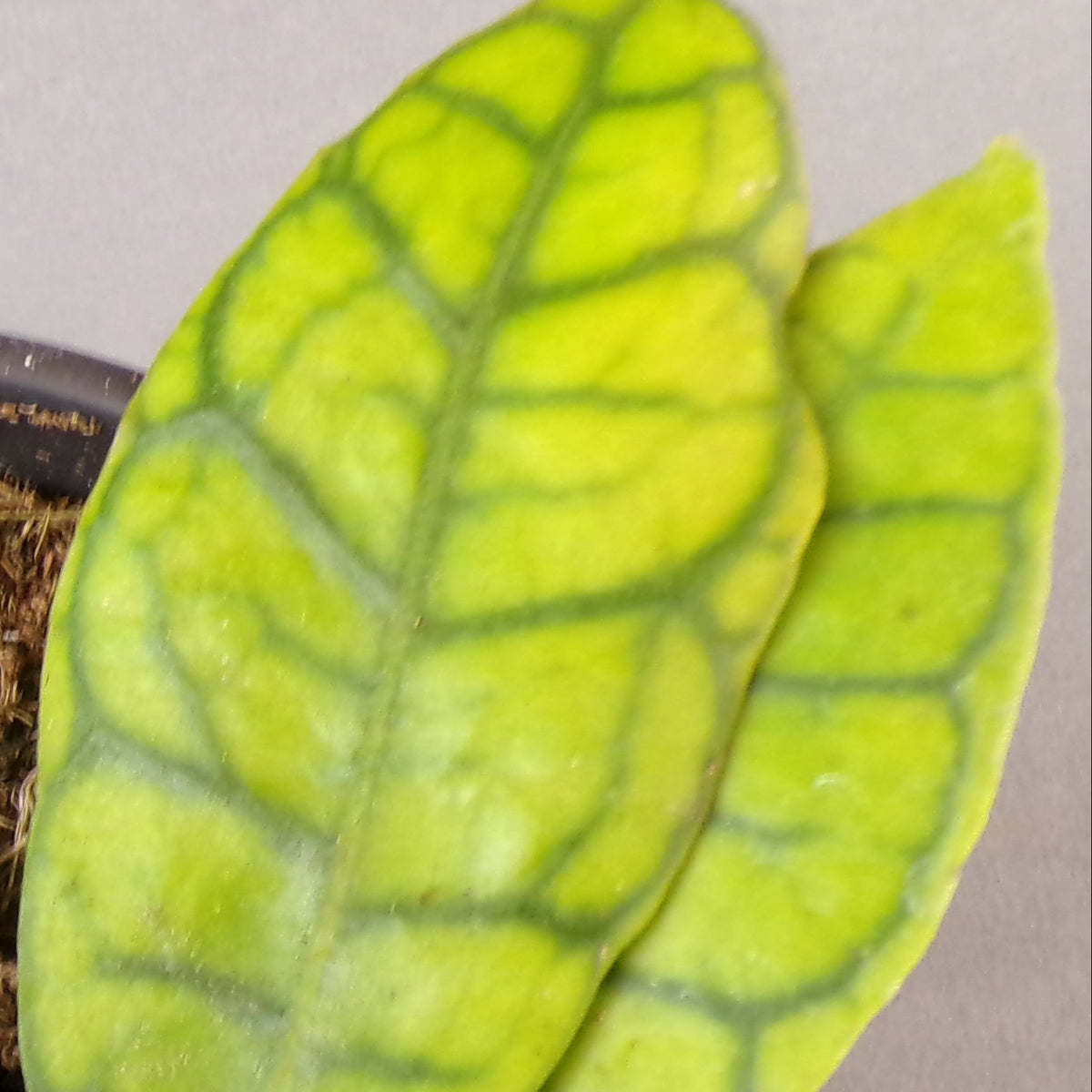 Hoya Callistophylla