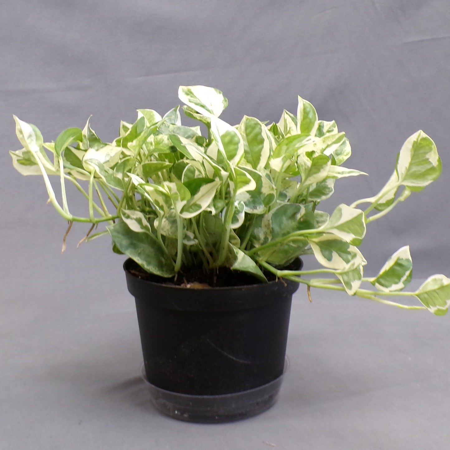 Pothos 'Pearls N Jade'