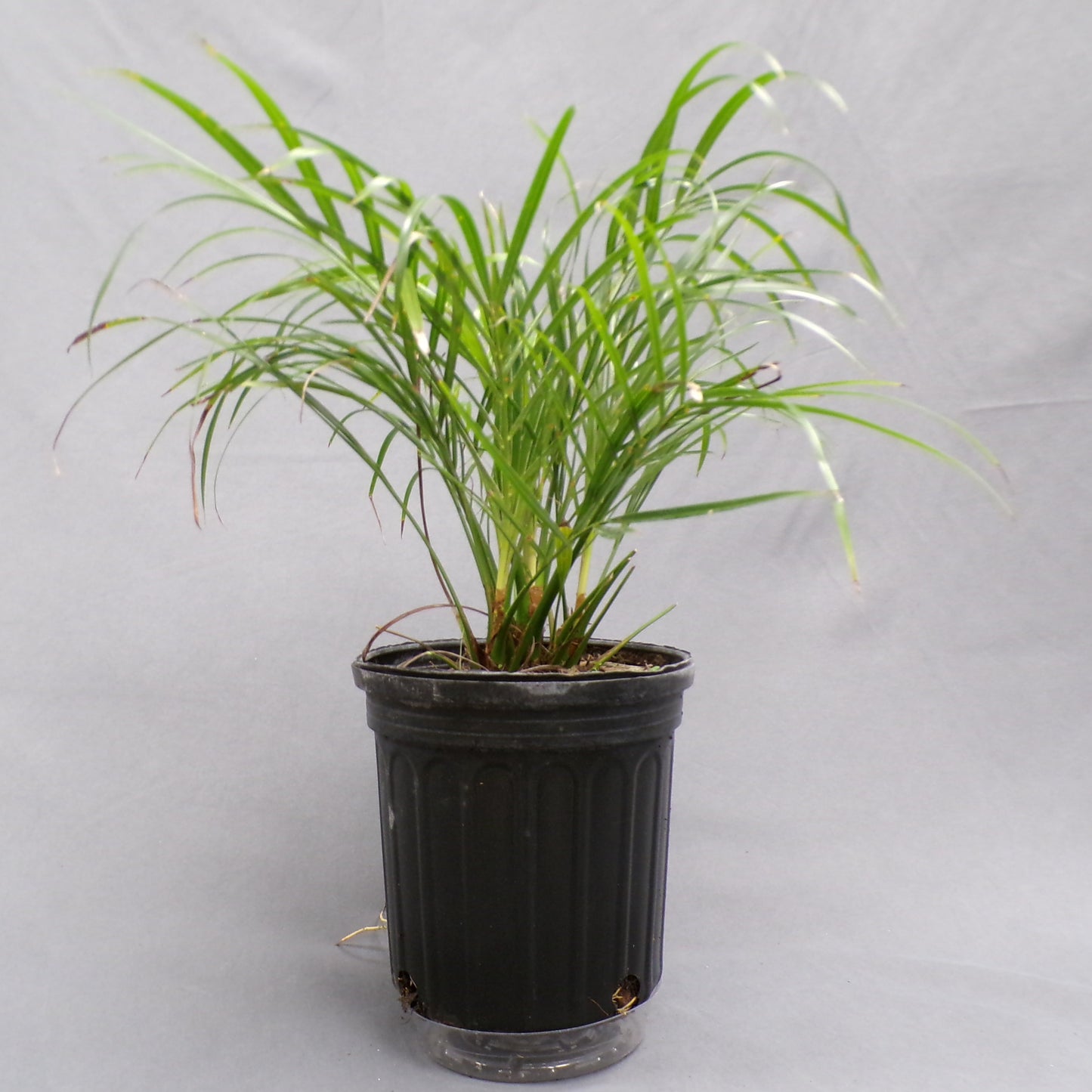 Palm Pygmy Date 6" Pot