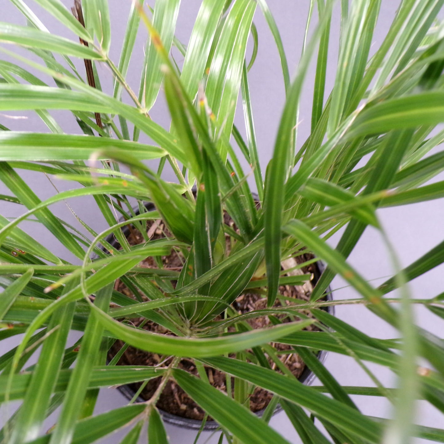 Palm Pygmy Date 6" Pot
