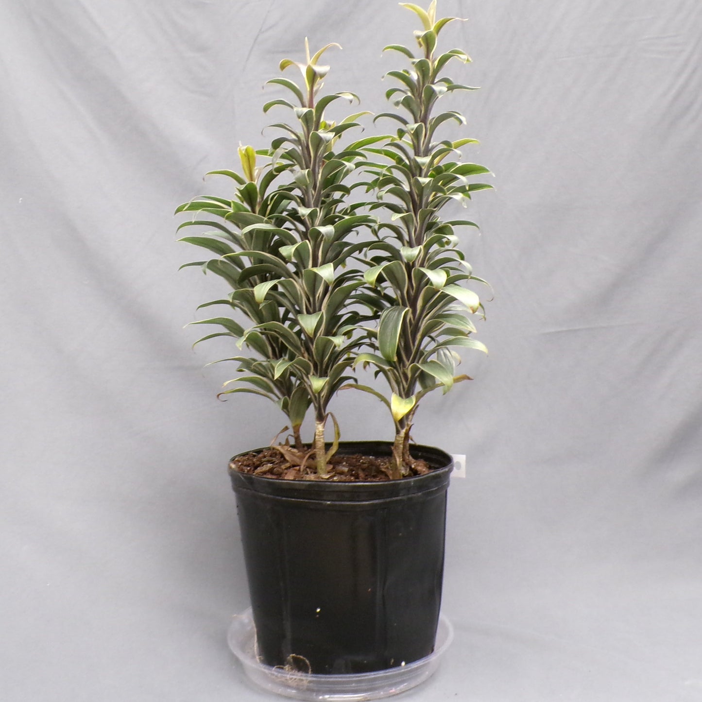 Cordyline Andrea 10" Pot