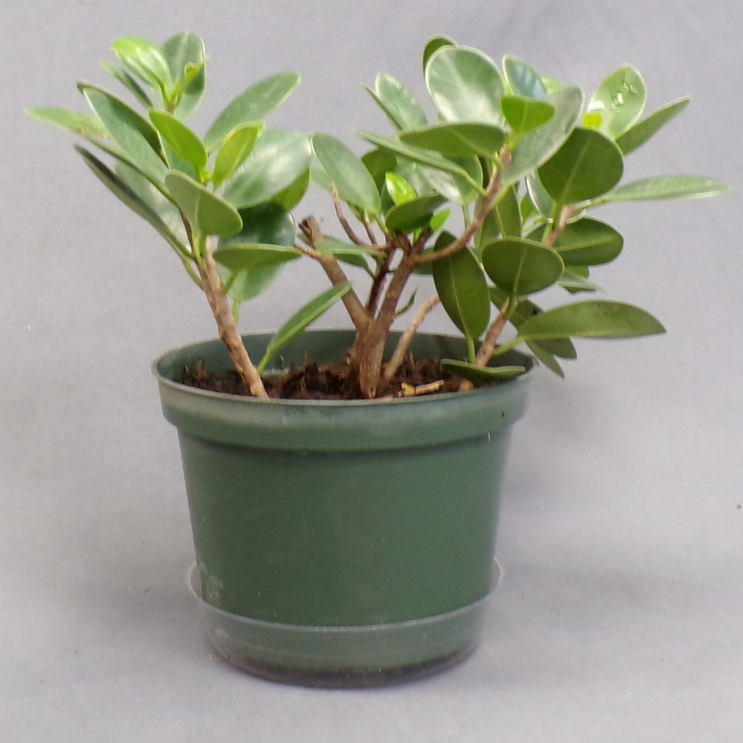 Ficus 'Green Island'