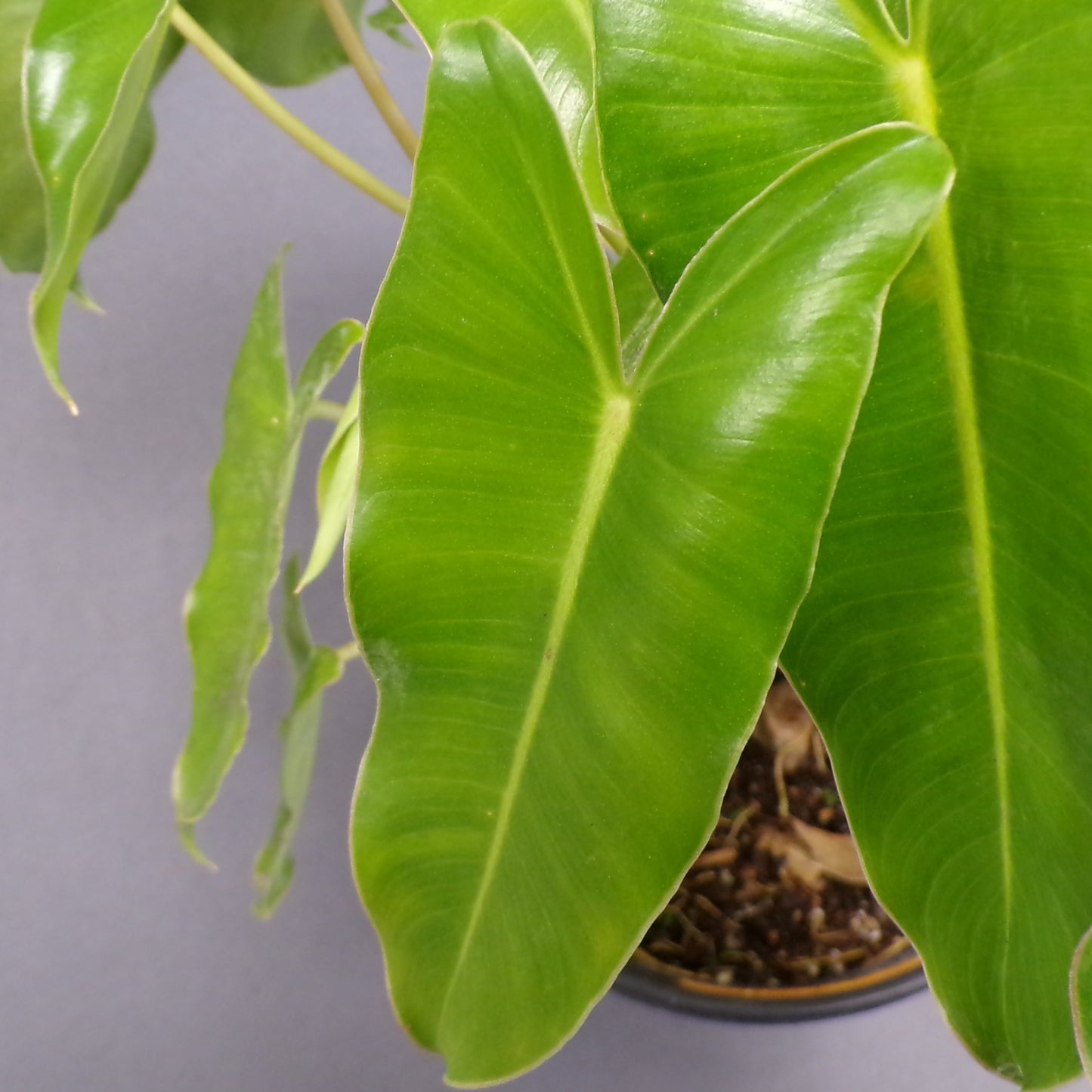 Philodendron 'Burle Marx'