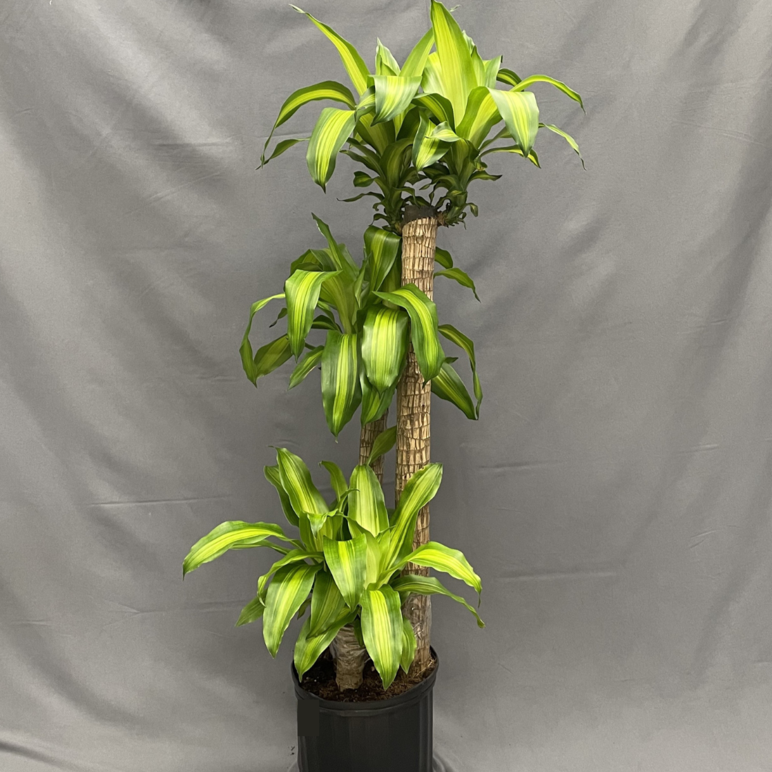 Corn Plant 3'2'1' - 10" Pot