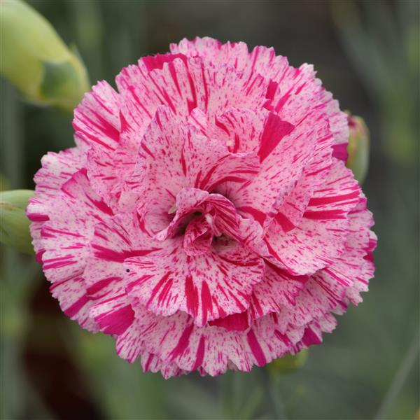 Pinks 'Premier' Series