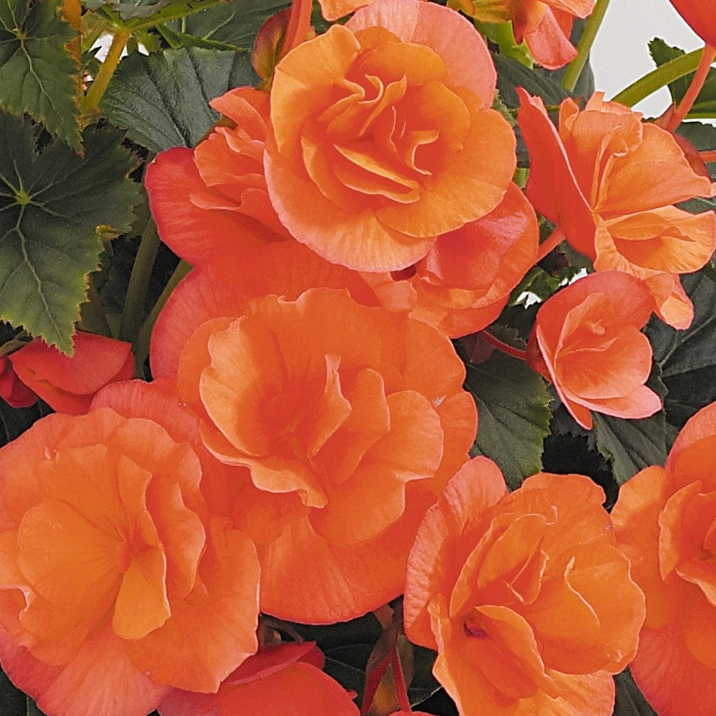 Begonia 'Solenia'