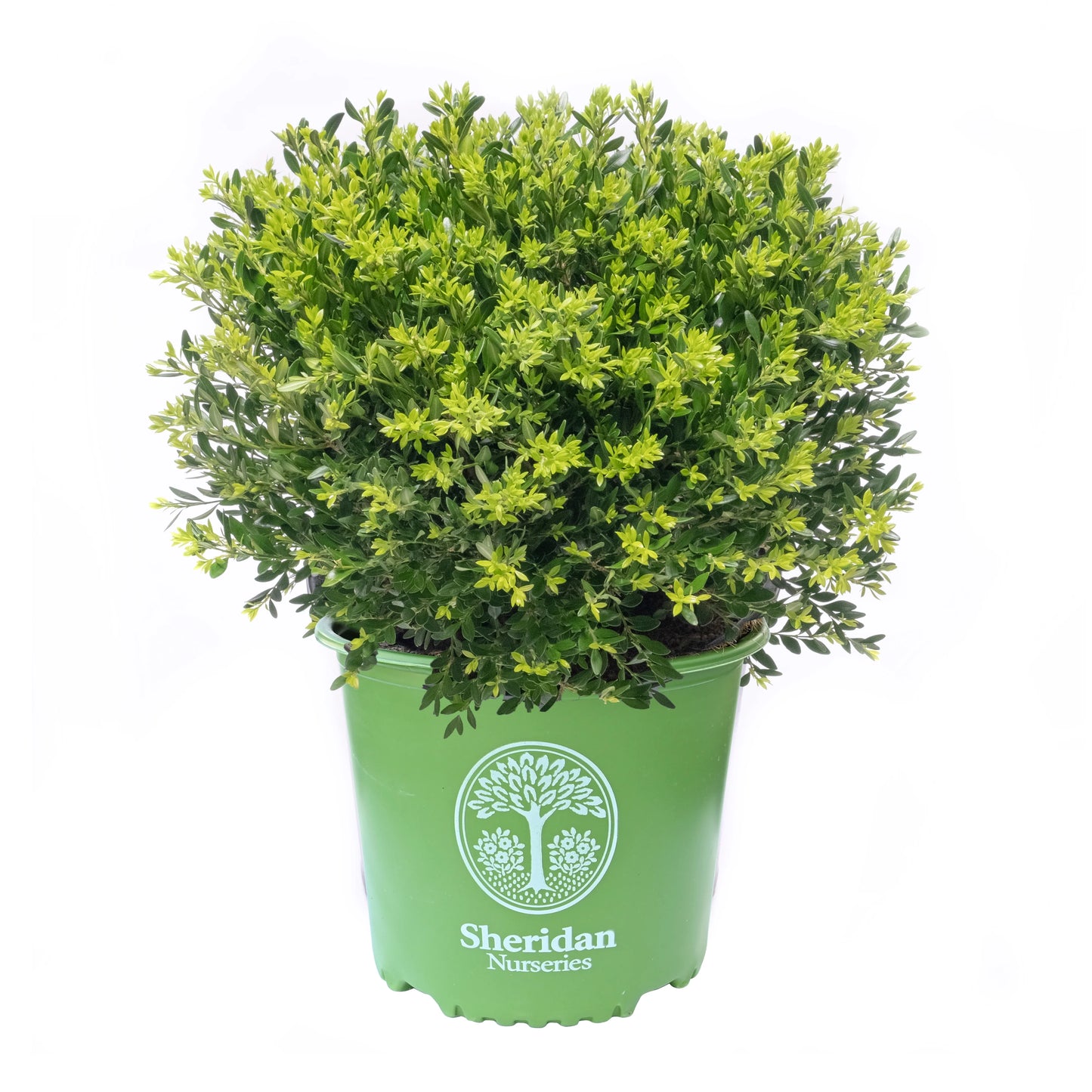 Boxwood 'Green Gem'