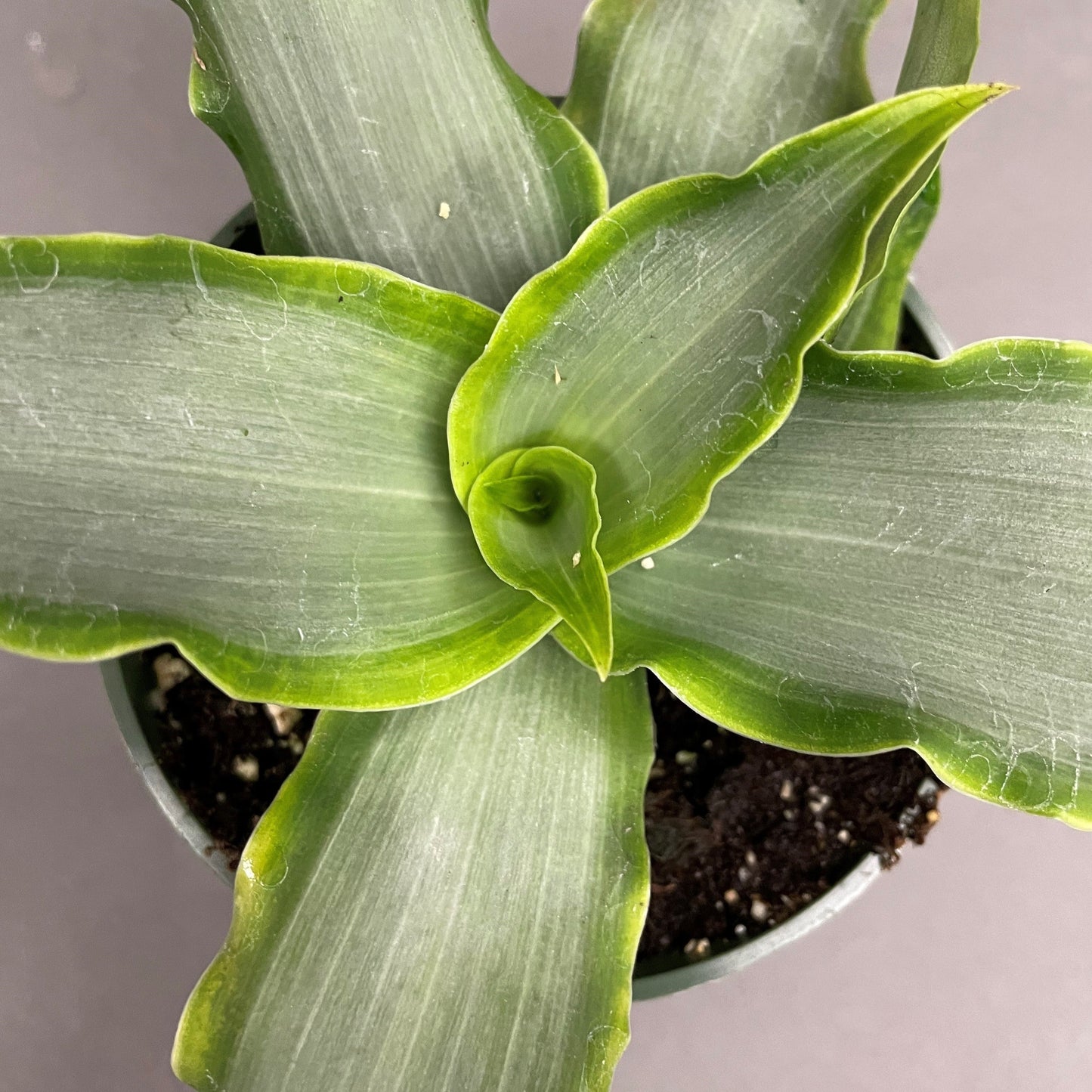 Tradescantia Spathacea Silver 4" Pot