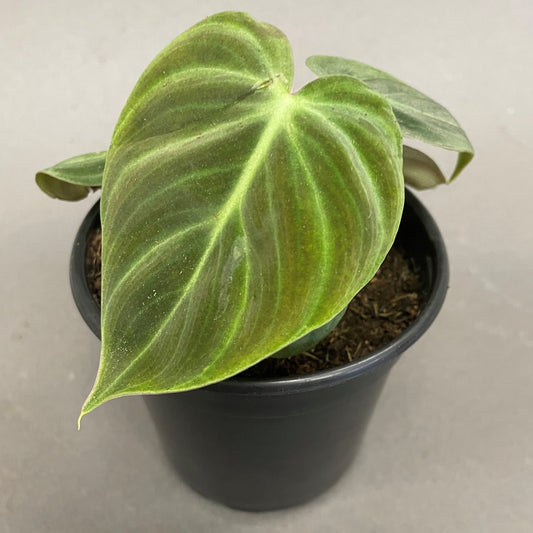 Philodendron El Choco Red 4" Pot