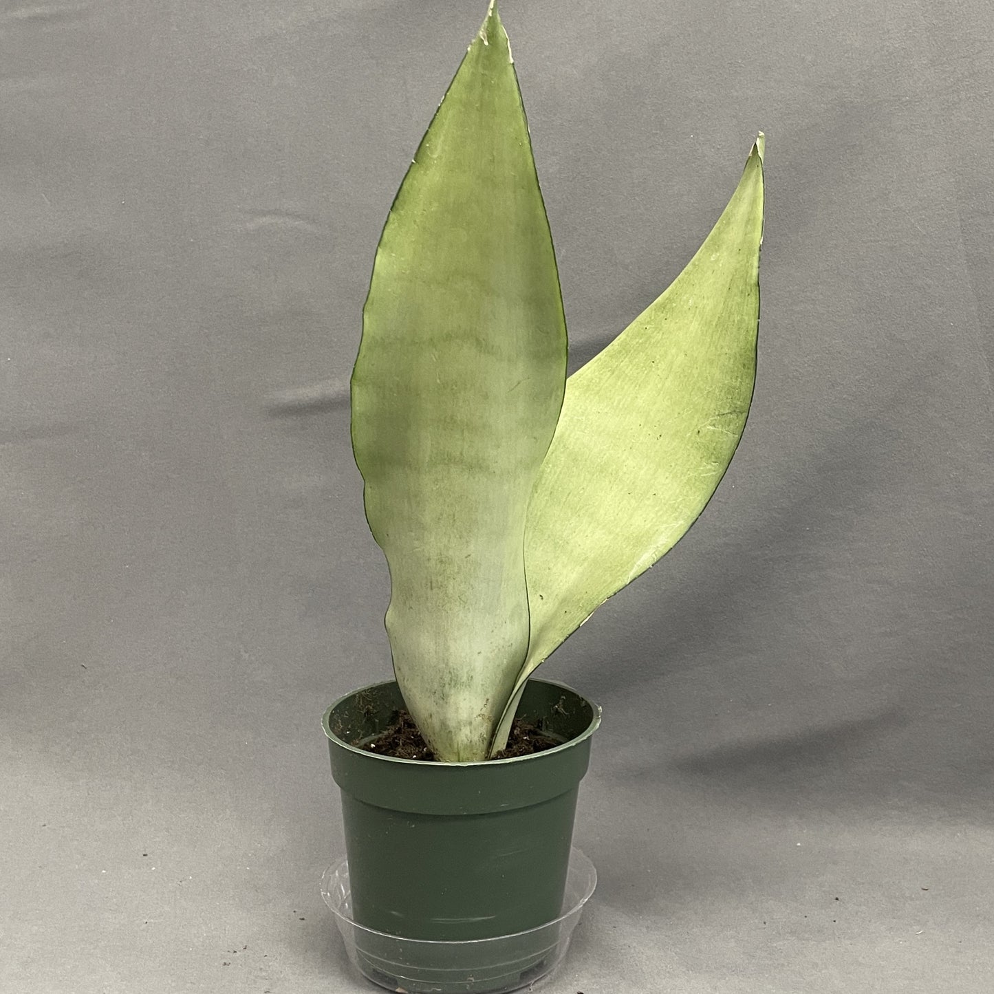 Snake Plant 'Moonshine'
