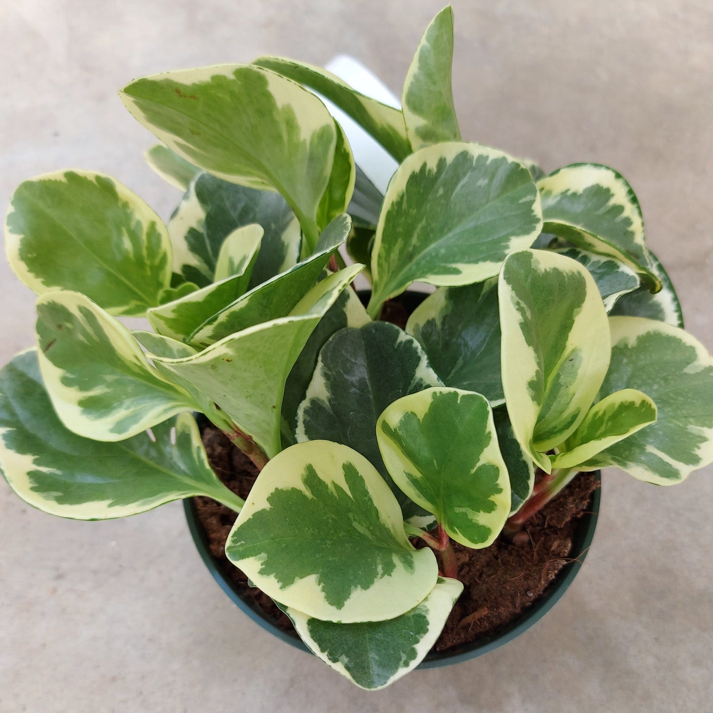 Peperomia obtusifolia 'Variegated'