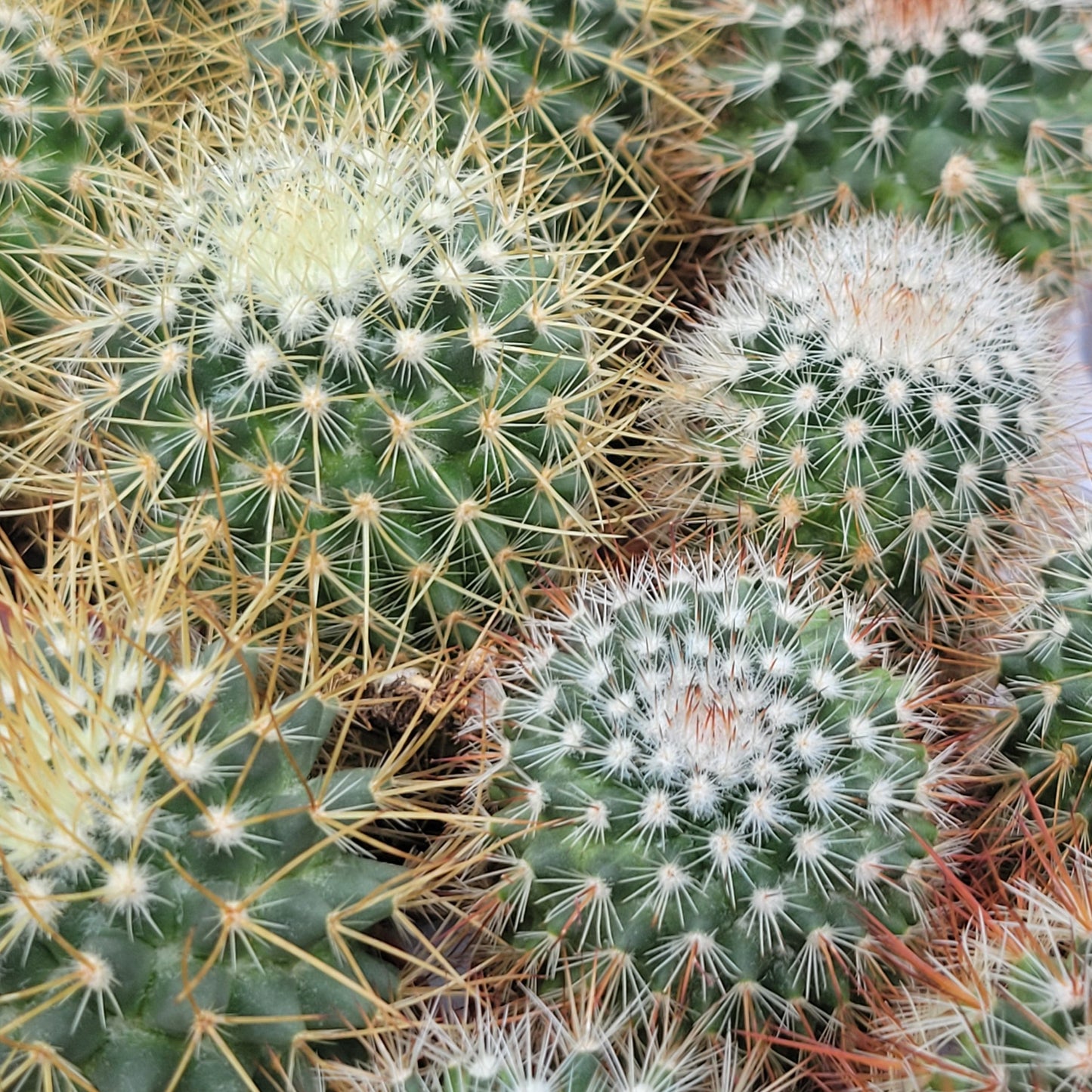 Cactus Assorted