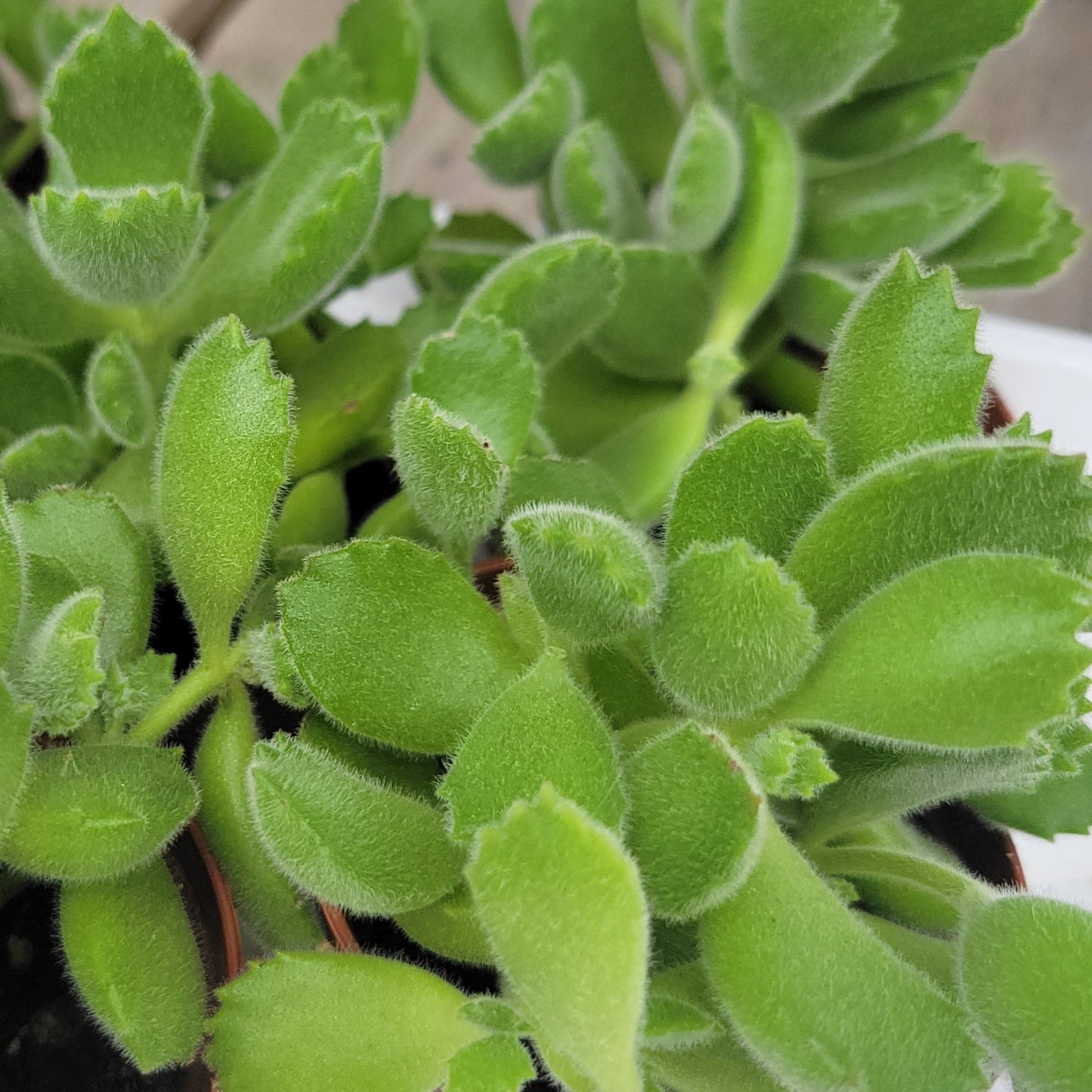 Bear's Paw Succulent