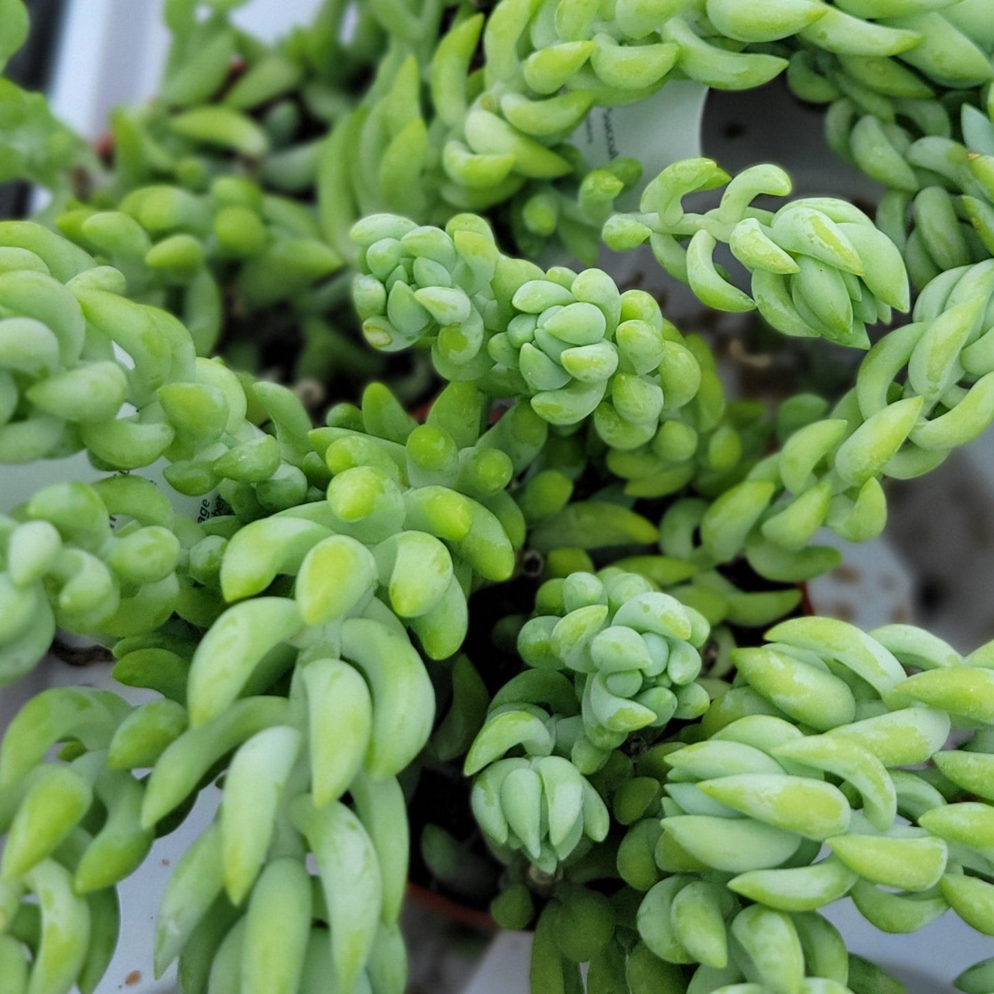 Burro's-Tail
