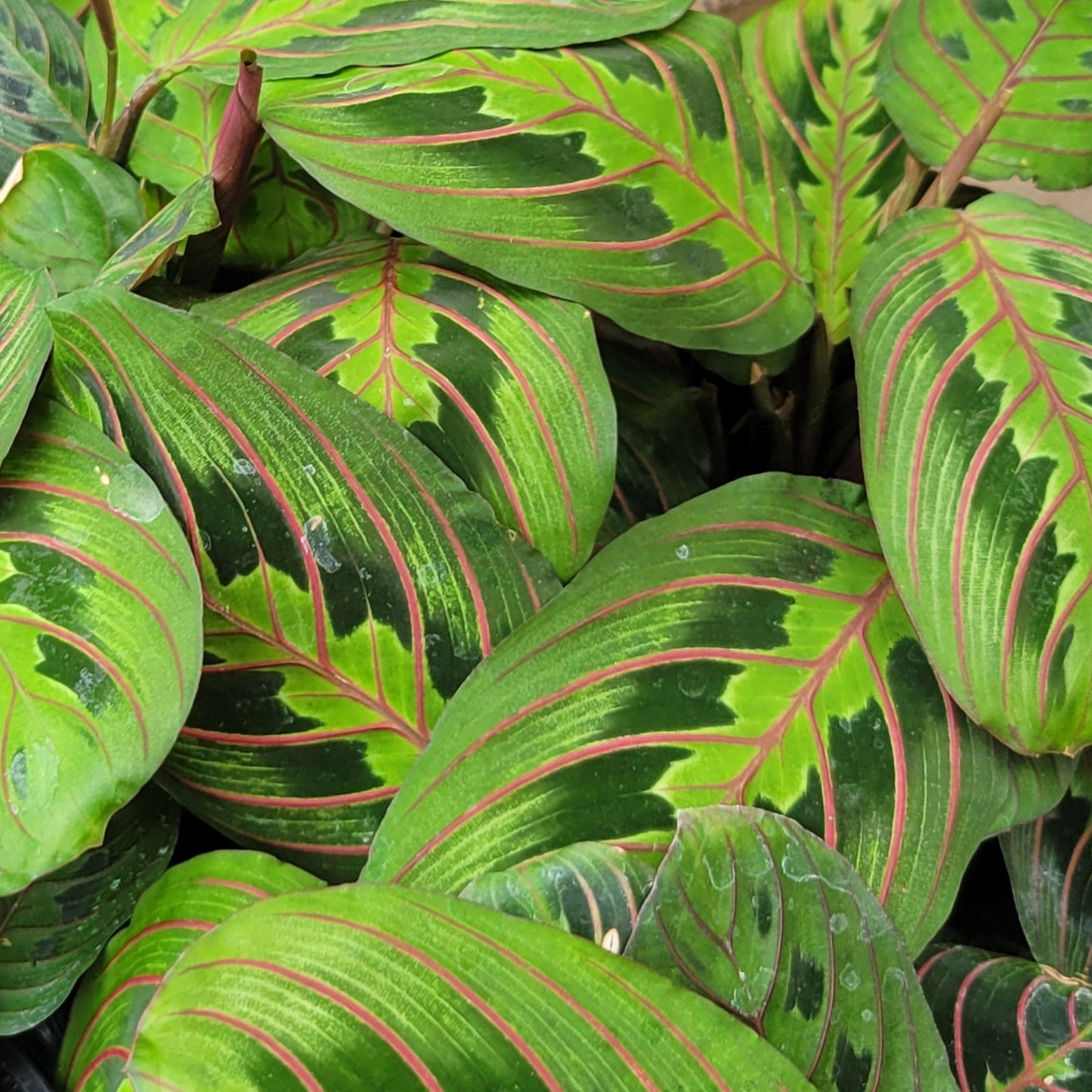 Maranta 'Red'