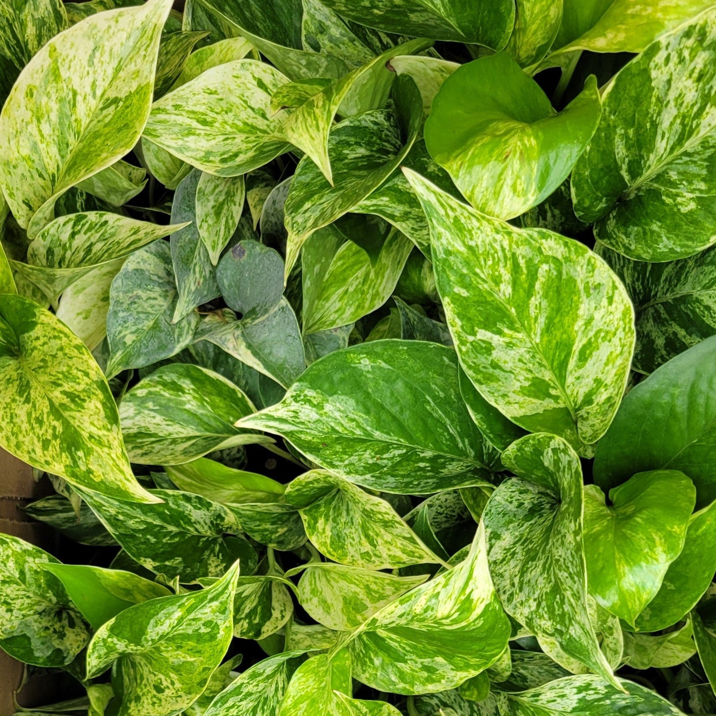 Pothos 'Marble Queen'
