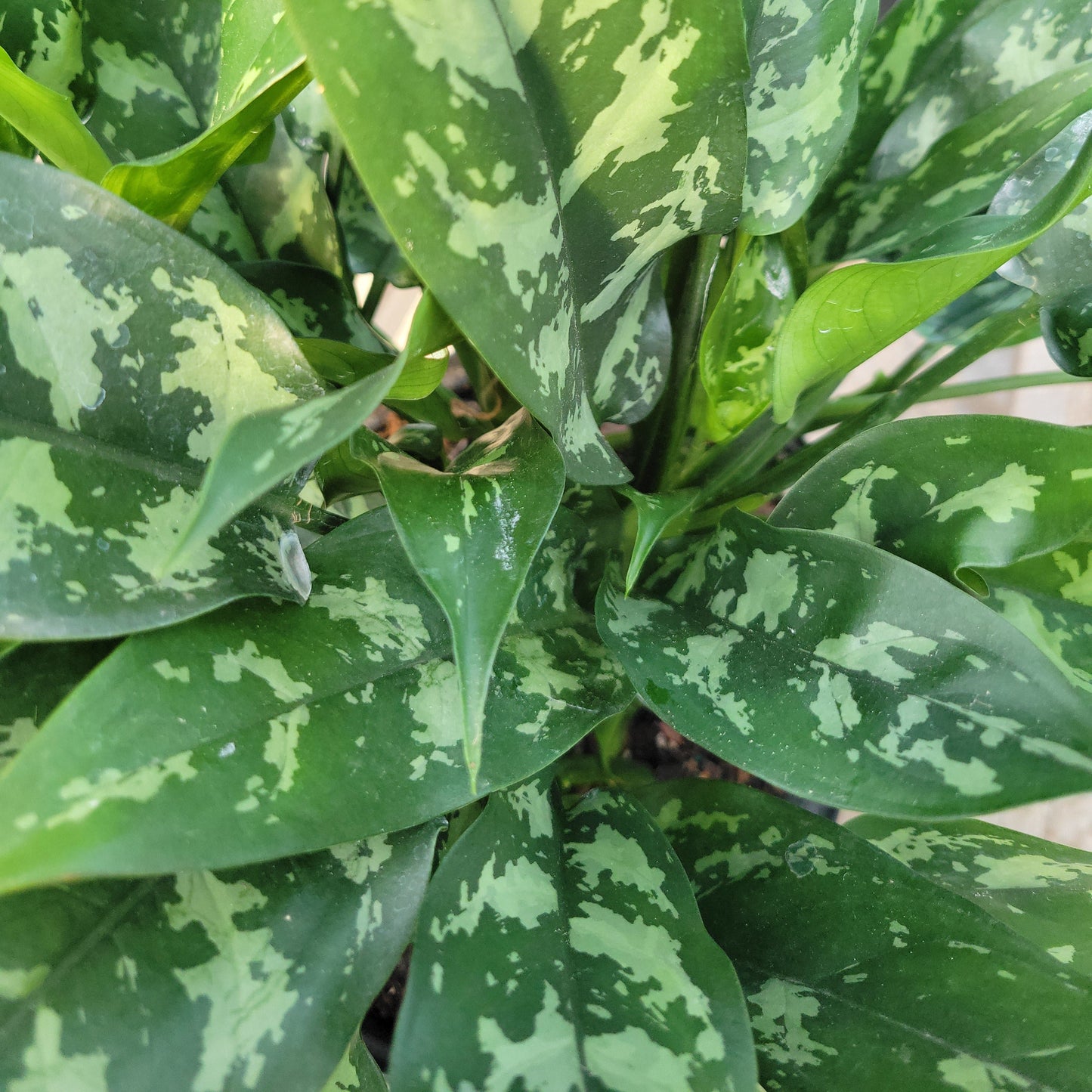 Aglaonema 'Maria Emerald Beauty'