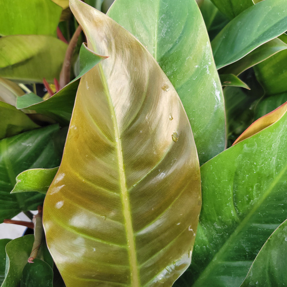 Philodendron 'Imperial Red'