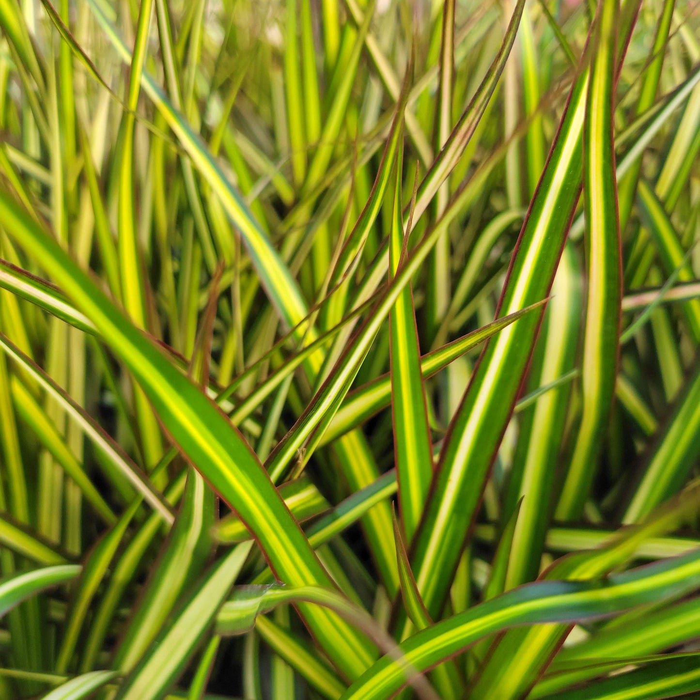 Dracaena 'Kiwi'