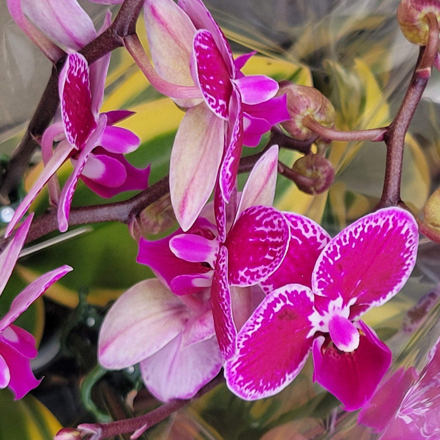 Orchid Phalaenopsis