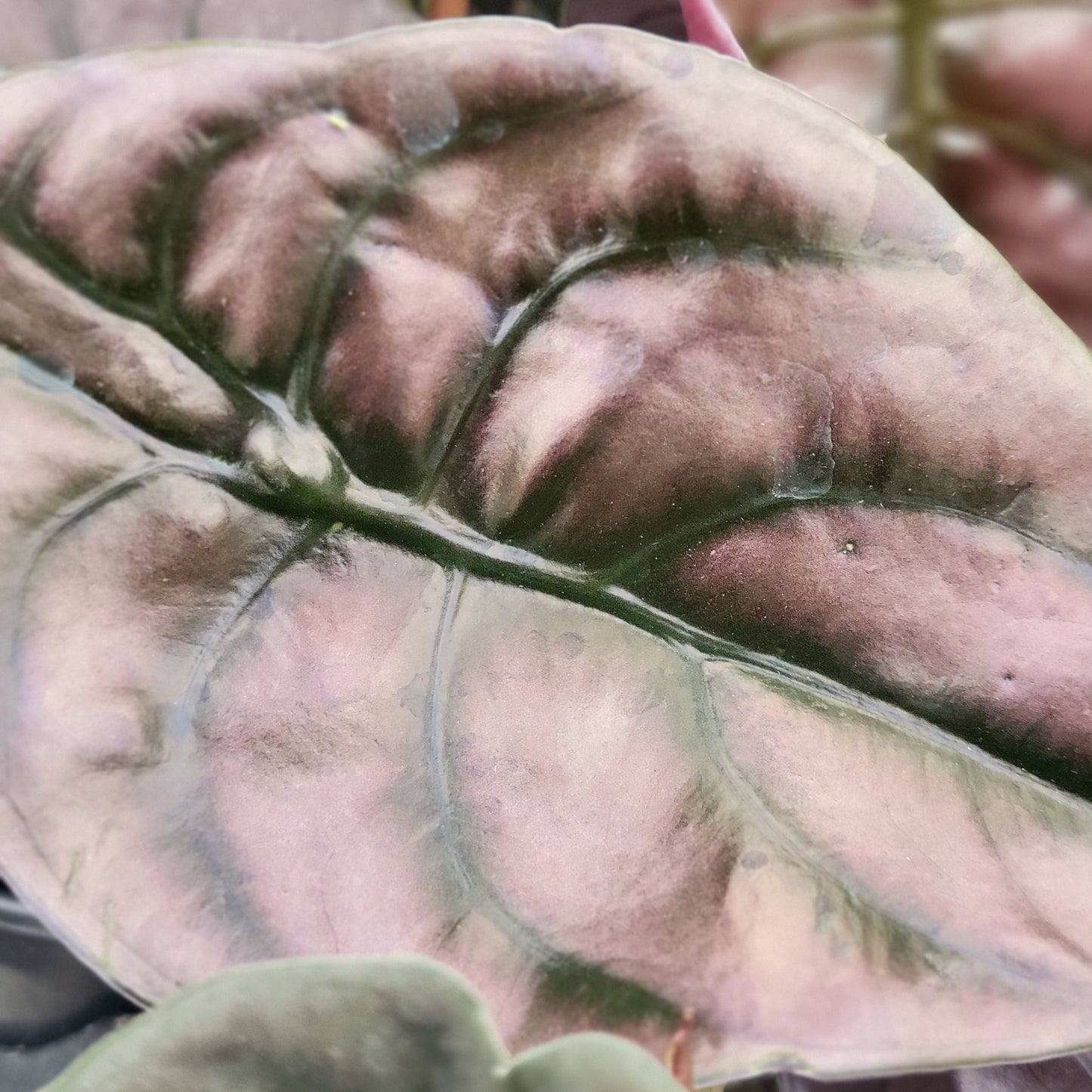 Alocasia 'Red Secret'