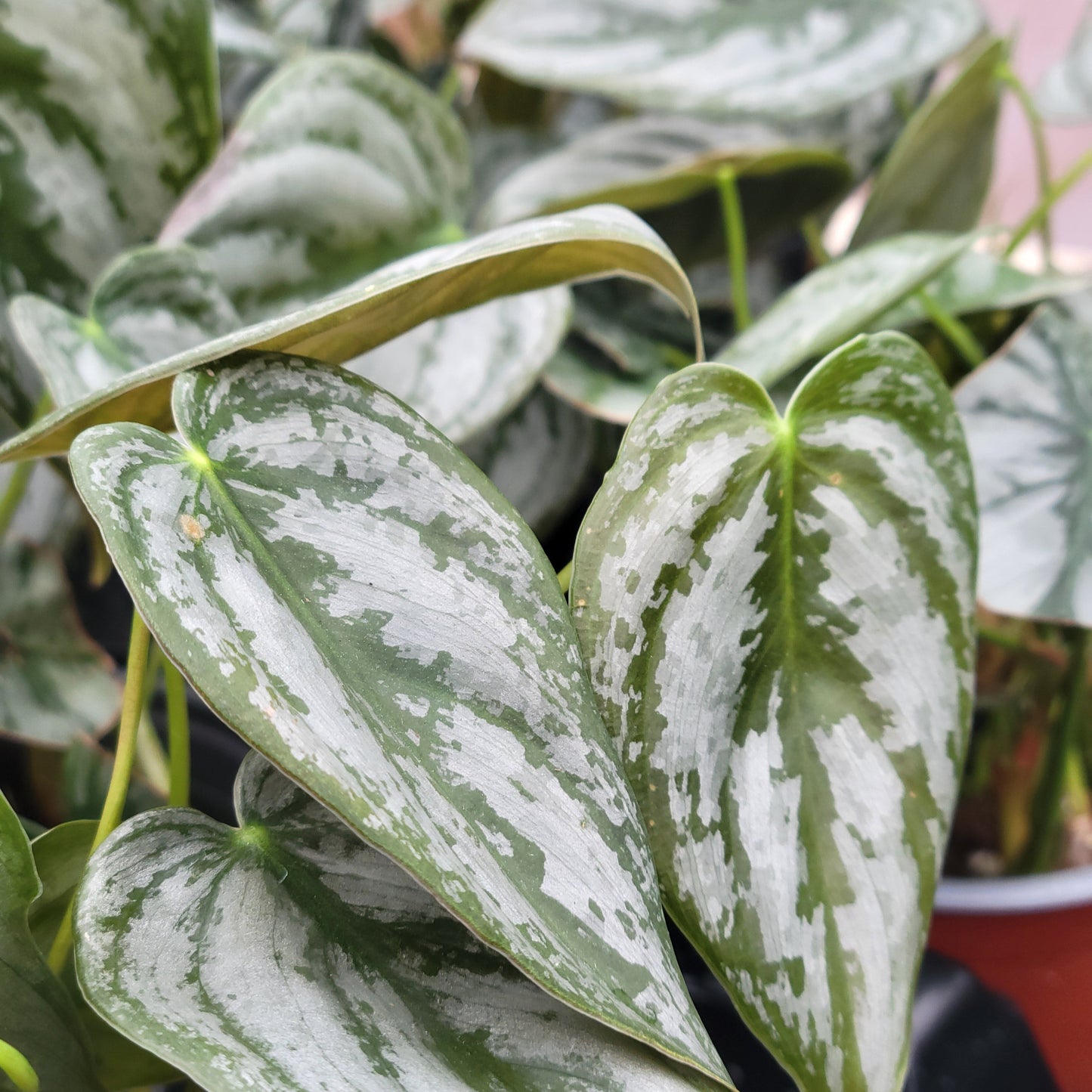 Philodendron 'Brandi'