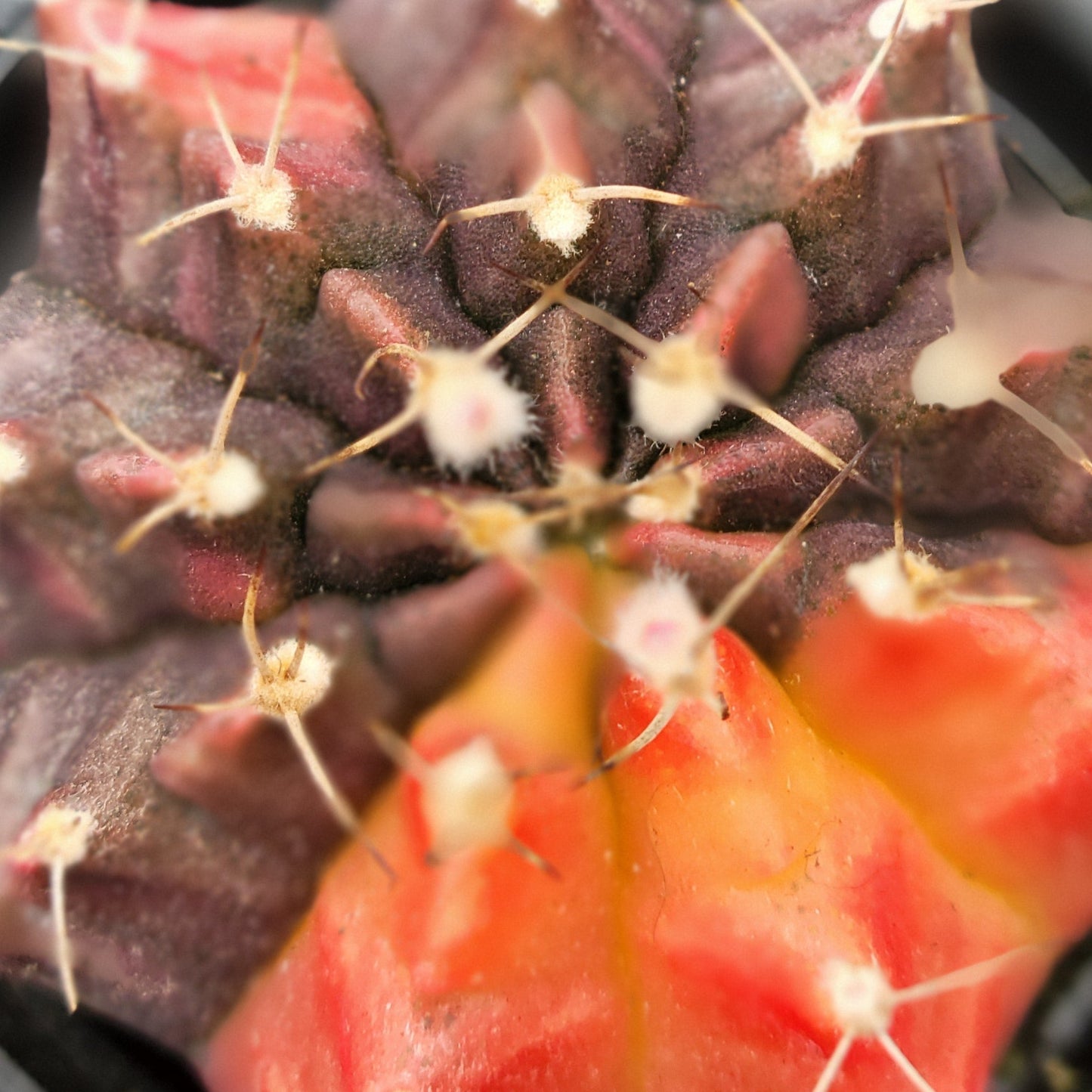 Moon Cactus
