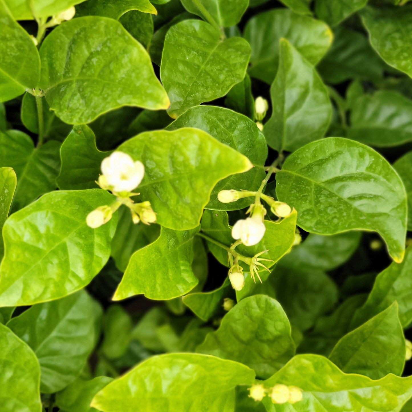 Jasmine 'Maid of Orleans'