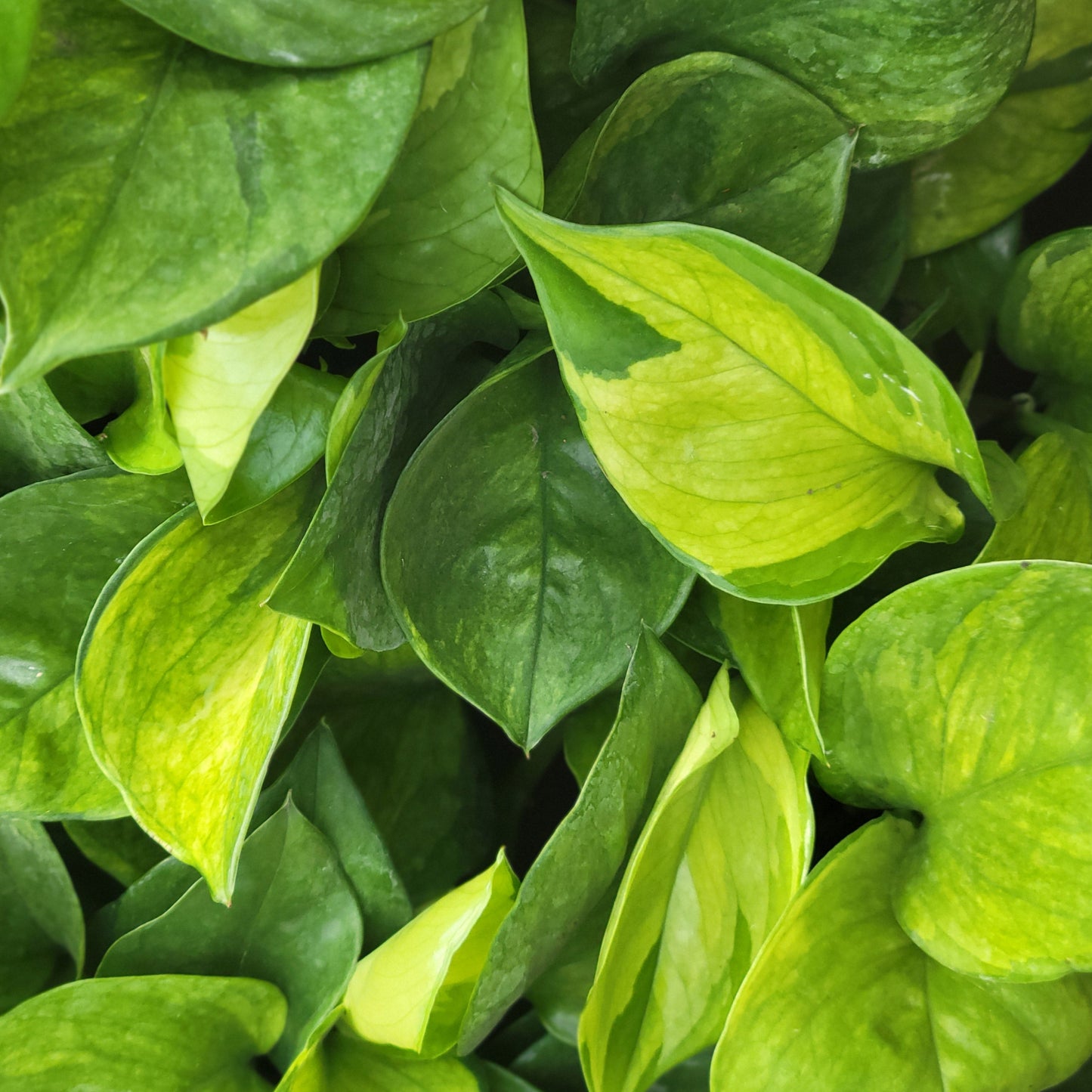 Pothos 'Lemon Top'