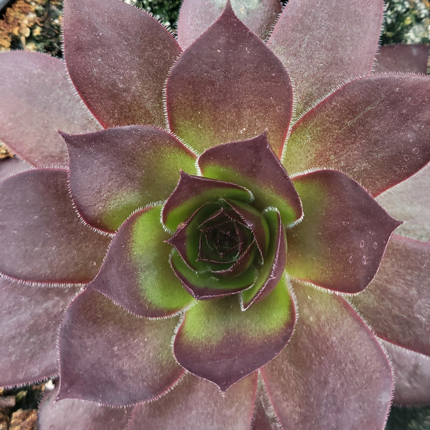 Onyx Hens And Chicks