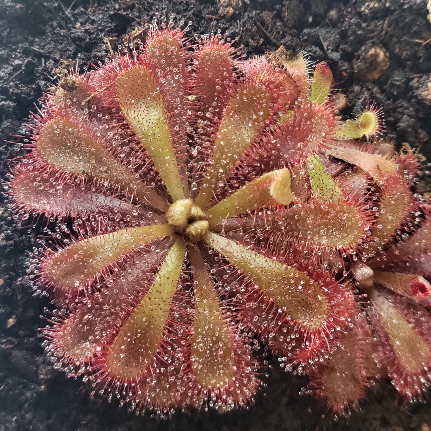 Sundew (Drosera aliciae)