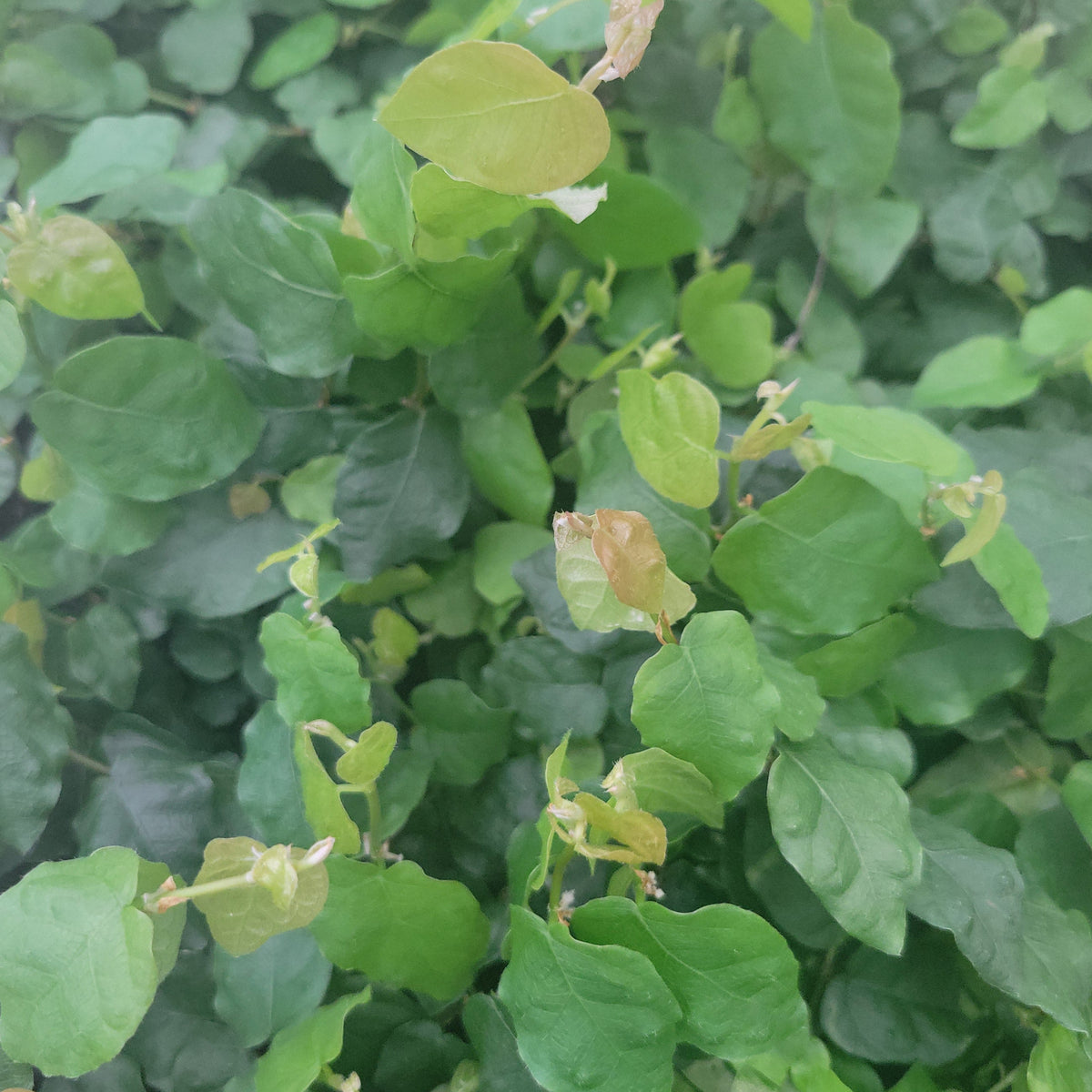 Creeping Fig