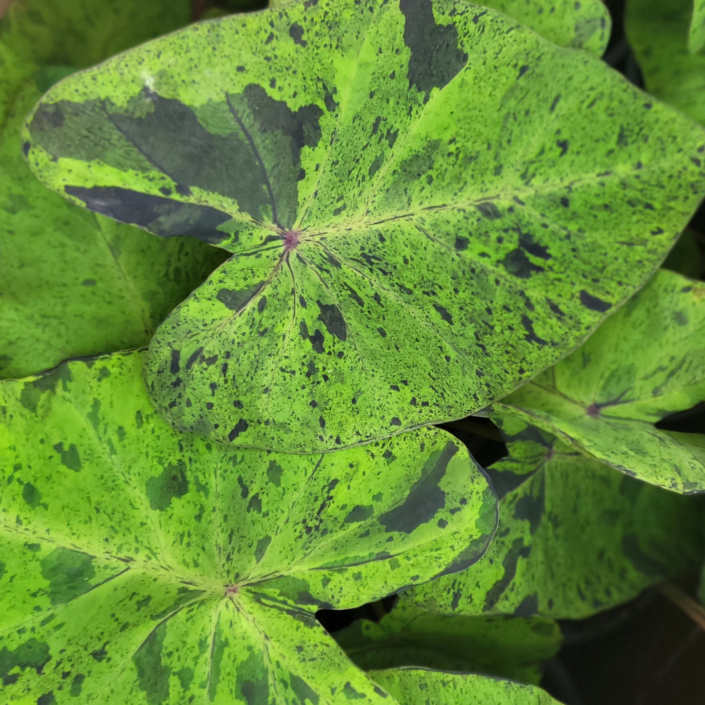 Colocasia 'Mojito'