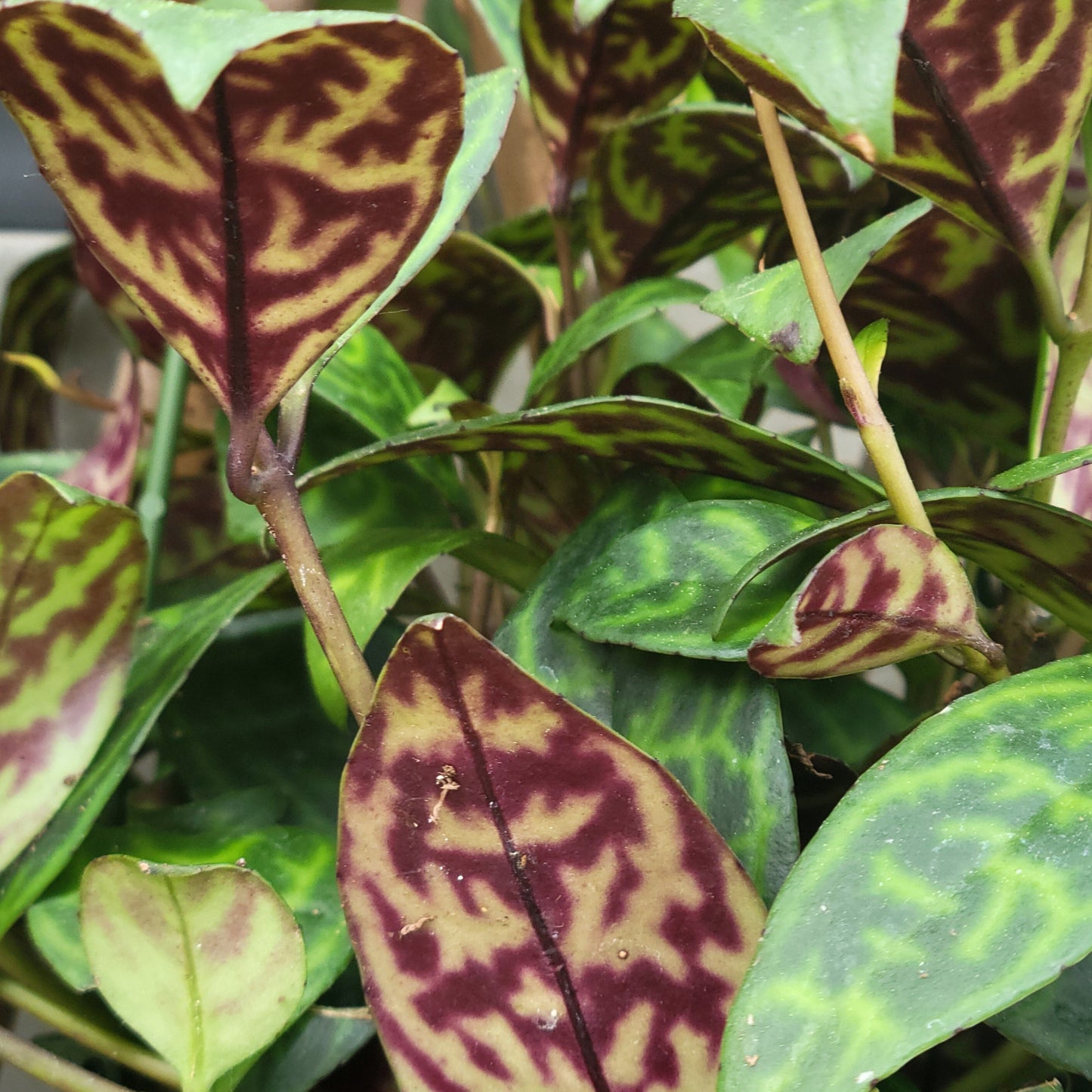 Zebra Vine