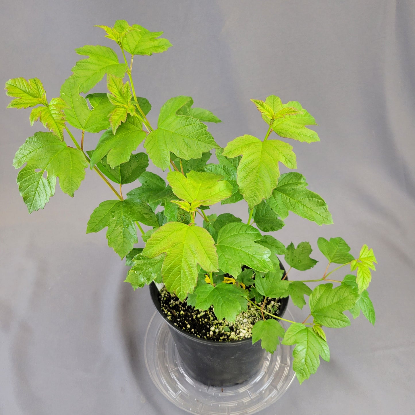 Viburnum 'European Snowball'