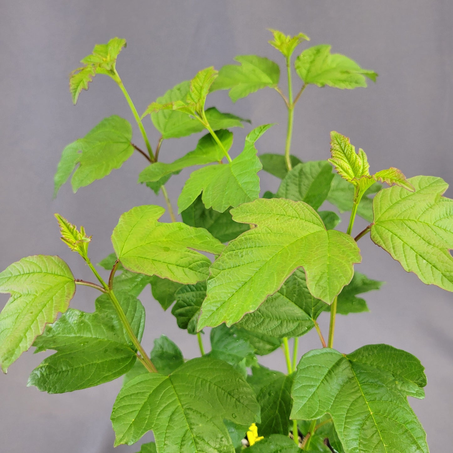 Viburnum 'European Snowball'